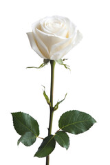 elegant white rose isolated on white background