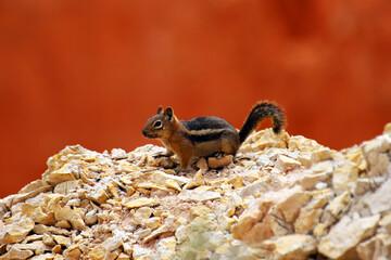 Pręgowiec amerykański, chipmunk (Tamias striatus)