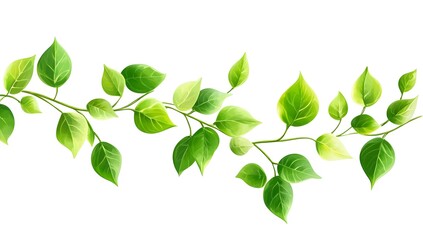 Green leaves with a vine on a white background.