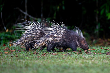 porcupine