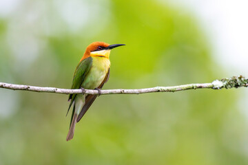 Chestnut-headed Bee-eater 