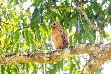 Buffy fish owl