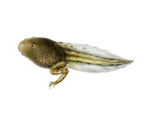 Frog tadpole with small legs realistic hand drawn illustration on white background. Newborn amphibian animal. Small pollywog with tail and two legs close up painted watercolor illustration