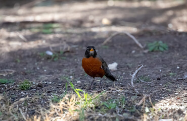 Red breasted Robin feeding on the ground