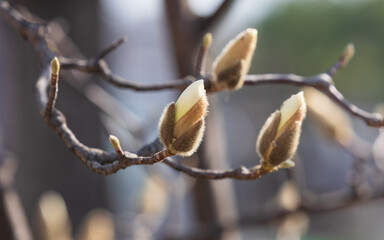 Magnolia buds announce the beginning of spring.  warm spring sunshine - Magnolia denudata, Yulan...