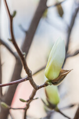 Magnolia buds announce the beginning of spring. Magnolia denudata, Yulan magnolia, Mokryeon