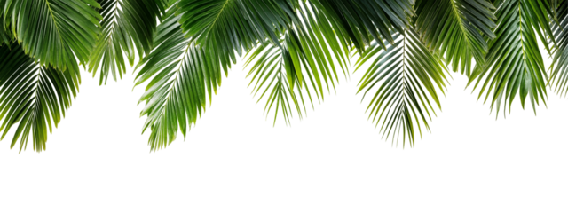 Lush green palm leaves frame isolated on transparent background