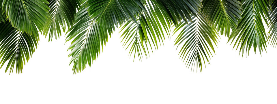 Lush green palm leaves frame isolated on transparent background