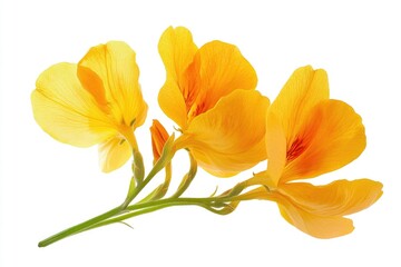 Fototapeta premium Close-up of Bright Yellow Canna Lily Flowers on White Background