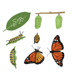Monarch Butterfly Life Cycle with Growth, and Vector.