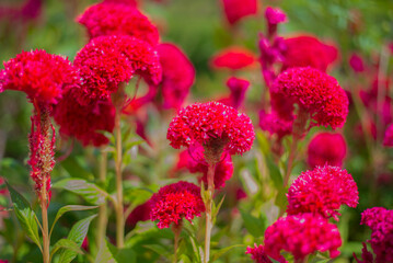 Celosia argentea flower in the garden, Thailand.