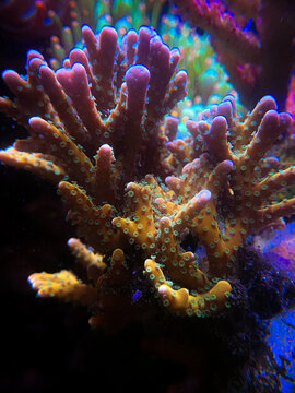 Coral