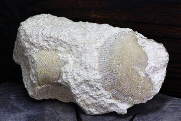 Petrified remains of brachiopods in the limestone deposits of the Carboniferous period in the Kaluga region, Russia © PhotoChur