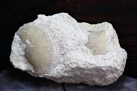 Fossilized shells of brachiopods in limestone. Carboniferous Period of Kaluga Region, Russia