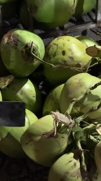 Slow motion Asian farmer is picking up small and short coconuts using cutting knife , whose fragrant water and soft flesh are perfect to sell as a beverage or called coconut with a flagrant juice.