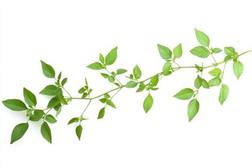 Obraz premium Fresh Basil Sprig on White Background Organic Culinary Herb Theme
