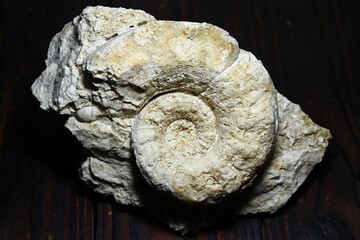 Fossilized Nautiloid shell replaced by limestone. Lower Carboniferous, Kaluga Region, Russia