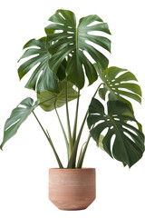 monstera deliciosa plant isolated on white background