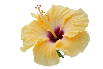 yellow hibiscus flower isolated on white background