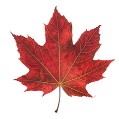 red maple leaf isolated on white background