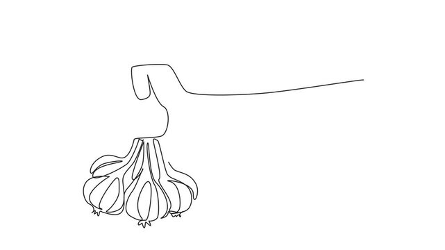 Animated self drawing of single continuous line drawing hand holding a bunch of garlic with stems. Garlic farmers show off their best harvest. National Garlic Day. Full length single line animation