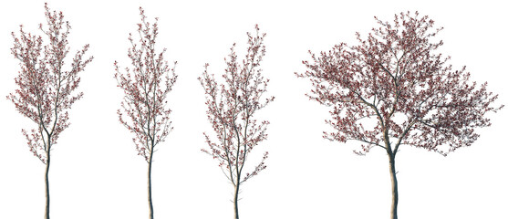 Obraz premium Set of Prunus pumila besseyi (Rocky Mountains cherry) blossoming frontal street trees isolated png on a transparent background perfectly cutout