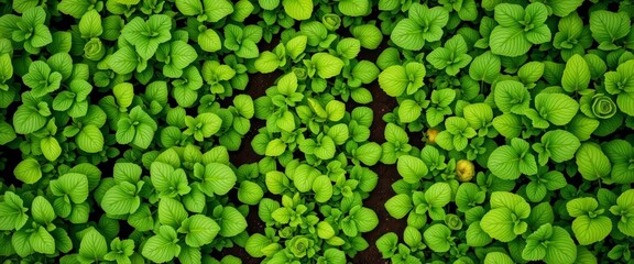 Overhead view lush home vegetable garden, vibrant green leaves, rows of organic produce, vegetable, spring