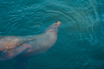 Sea lion close up underwater.funny sea lion swimming in a water at the zoo.Cute seal swims relaxed...