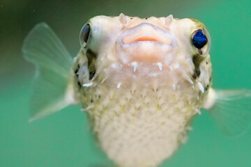 fish in the water