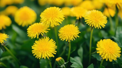 Obraz premium Dandelion Flowers Blooming in Springtime Meadow with Bright Yellow Petals