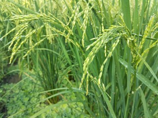 A close-up of a lush green paddy field with developing rice grains in the rice fields 