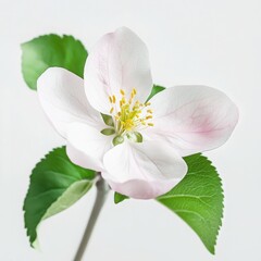 Fototapeta premium Delicate apple blossom with soft pink petals and yellow stamen in a minimalist botanical illustration