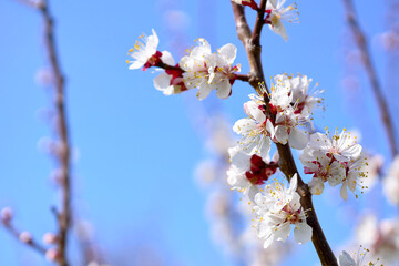 Nice white fruit spring flowers,blue sky. Tendeness,softness