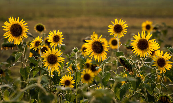 field of sunflowers in summer.this photo was taken from Barisal,Bangladesh.