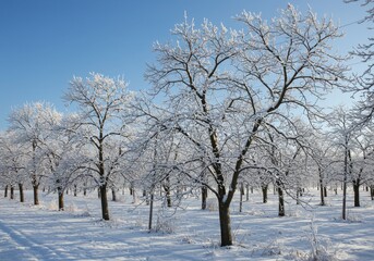 Obraz premium A winter scene of snow covered trees under a clear blue sky in a beautiful landscape view