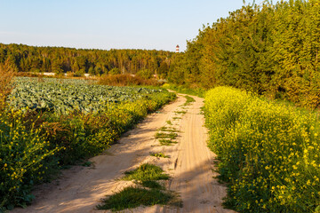 Sandy road passing cabbage plantations on a farm, scenic rural route