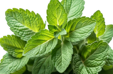 Mint Leaf Fresh Mint White Background.Fresh mint on white background. Set of mint leaves. 