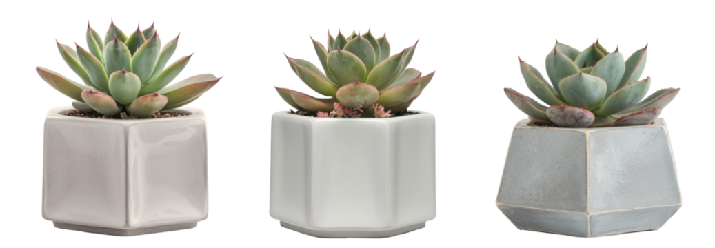 three succulent plants in modern pots isolated on white background