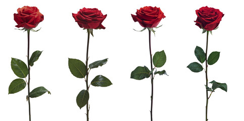 red roses isolated on white background - set of four