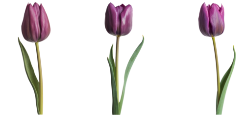 three purple tulips isolated on white background