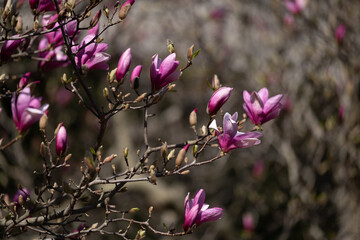 Budding magnolia flowers on tree branches