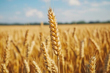 Fototapeta premium Golden wheat field closeup