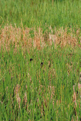 background Wide dry rice fields, small birds perched on them, farmer's garden, summer,  background Wide dry rice fields, small birds perched on them, farmer's garden, summer