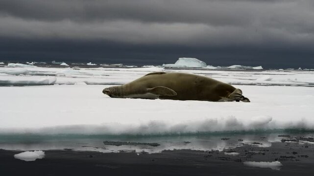 A crabeater seal scratches its back while walking on its back across the ice in Antarctica
