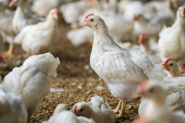 Group of healthy broiler chicken in poultry