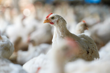 Group of healthy broiler chicken in poultry