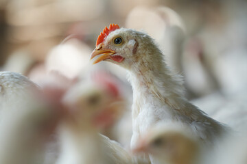 Group of healthy broiler chicken in poultry