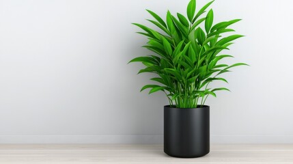Obraz premium Elegant Green Plant in a Black Pot Against a White Wall