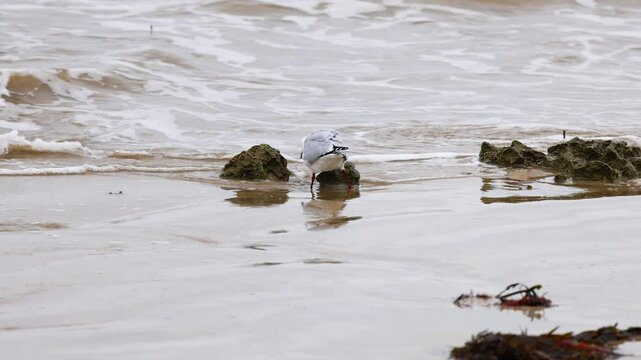Red-billed Gull Strolling Along Point Lonsdale Shore