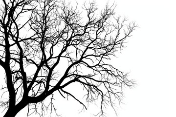 The elegant form of a bare tree stands alone, creating a dramatic visual.